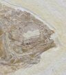Phareodus Fish Fossil - Excellent Specimen #36938-2